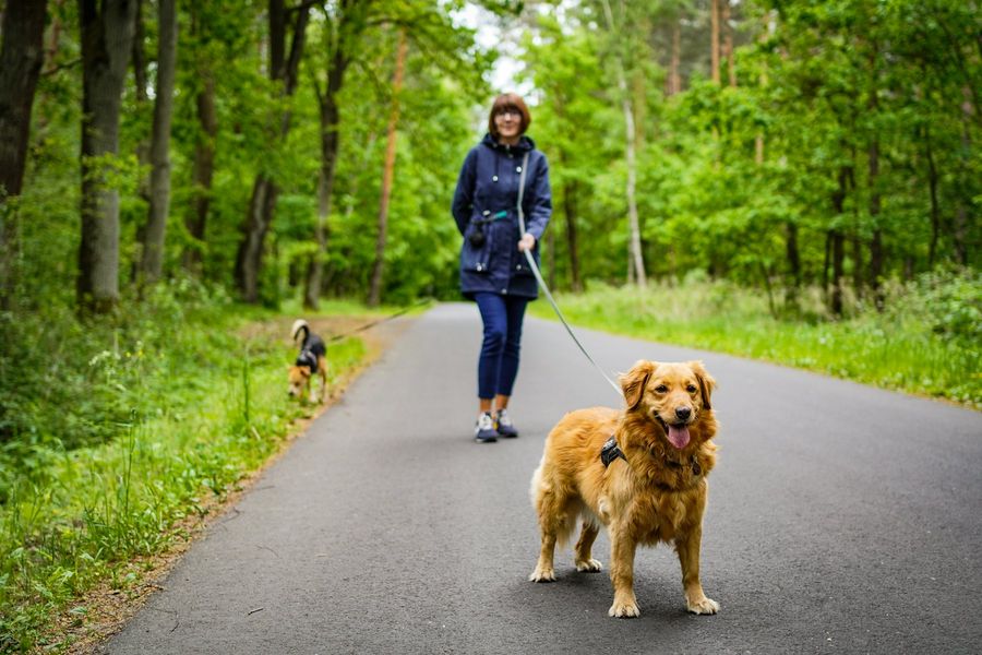 Frau geht mit Hund an lockerer Leine einen Waldweg entlang