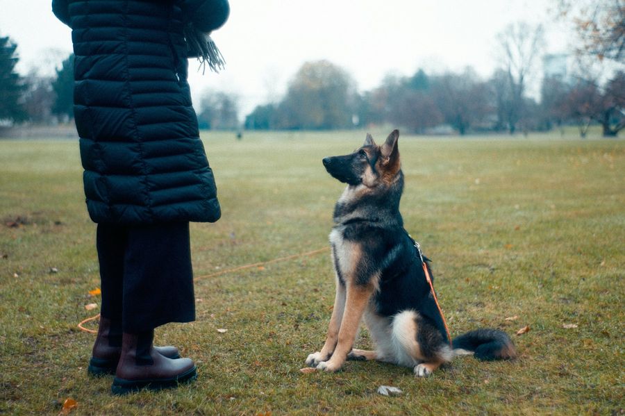 Junger Schäferhund sitzt aufmerksam vor seinem Menschen auf einer Wiese