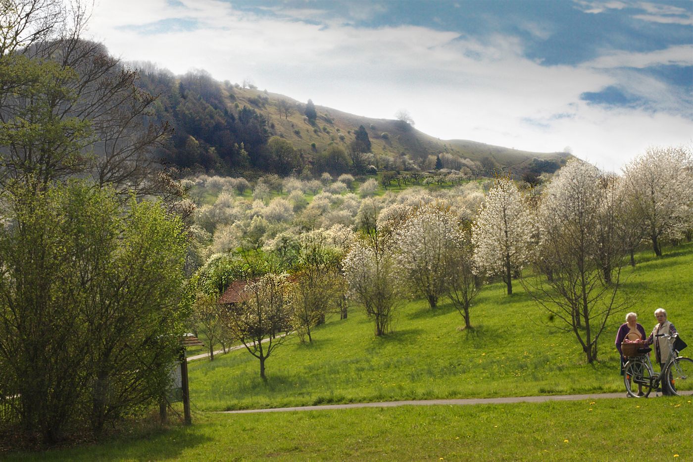 Blühende Streuobstwiese am Hang des Jusi im Frühling