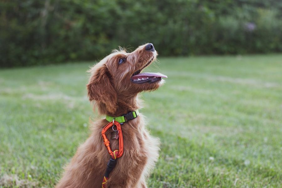 Hund schaut erwartungsvoll nach oben
